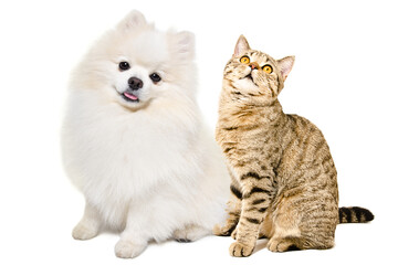 Adorable spitz dog and  scottish straight cat sitting together isolated on white background