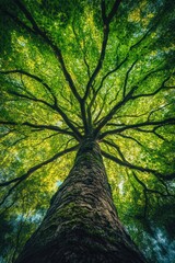 Majestic View of a Towering Tree with Lush Green Canopy Extending Toward the Sky