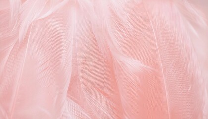 羽毛 ピンク 柔らかい 軽い 繊細 テクスチャー ふわふわ クローズアップ 優雅 清潔 シンプル ミニマル 優しさ 柔らかな光 光沢 透明感 柔らかさ ナチュラル ソフト エレガント