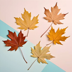 Dried maple leaves on pastel sunlit background with shadow. Autumn, fall, thanksgiving day concept. Flat lay, top view