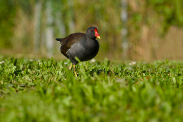 Obraz premium common moorhen is standing on the green grass on a sunny day close-up