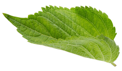 Obraz premium Green Shiso leaf isolated on white background, Oba leaf, Sesame leaves on white With clipping path.