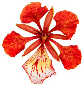 Scarlet Barbados Pride isolated on white background, Scarlet Peacock Flower on white With clipping path.