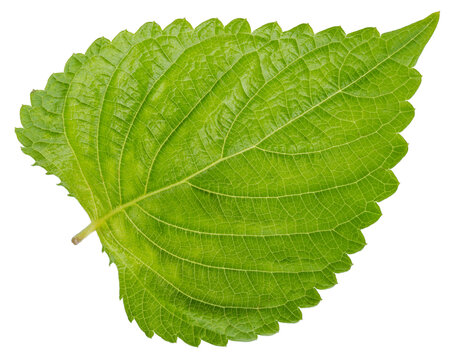 Green Shiso leaf isolated on white background, Oba leaf, Sesame leaves on white With clipping path.