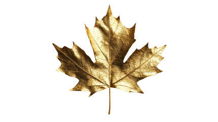 Fototapeta premium autumn leaves on a transparent background