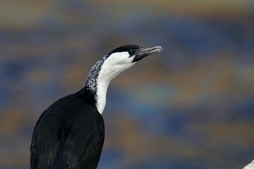 cormorant