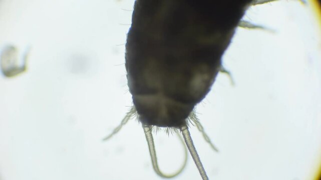 A close-up microscopic shot of a silverfish in slow motion, showing its silver body, long, thread-like antennae, and the three bristles at the tail.