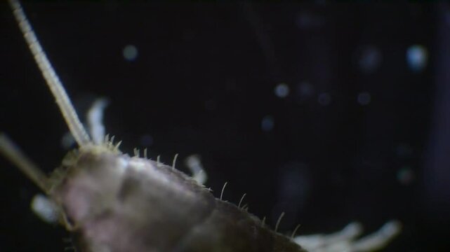Silverfish insect viewed in extreme close-up through a microscope, recorded in slow motion. Its silver, wingless body and long, thread-like antennae are clearly visible.