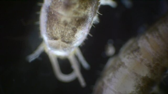 A silverfish insect magnified under a microscope, showing its silver, wingless body, long antennae, and bristles at the tail end, all in slow motion.