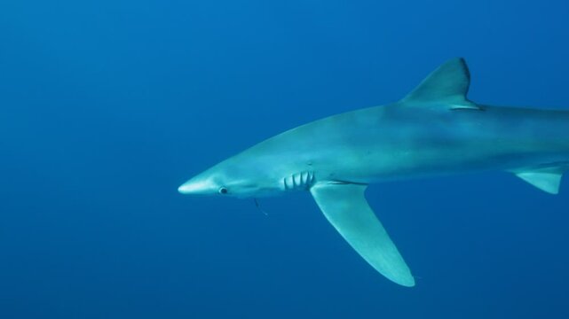 A side view of a blue shark (Prionace glauca) facing the camera with a hook lodged in its mouth, illustrating the distress caused by fishing activities. Check my portfolio for more shark footage.