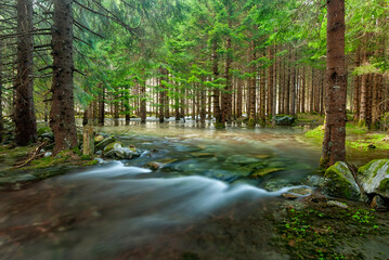 A gentle brook meanders through a vibrant forest, surrounded by tall trees and shimmering light at dawn.