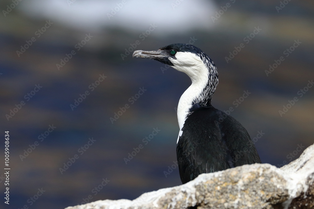 Poster cormorant