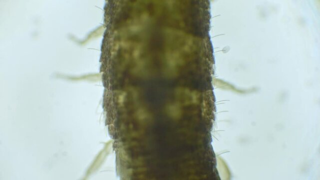 Slow-motion capture of a silverfish under a microscope. The insect&rsquo;s slender, silver body, long antennae, and three bristles at the tail are clearly shown.