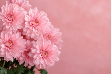 Soft pink chrysanthemums in full bloom against a matching pink background, creating a harmonious and delicate floral display.