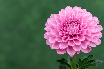 Fototapeta premium Close-up of a vibrant pink dahlia against a soft green background.