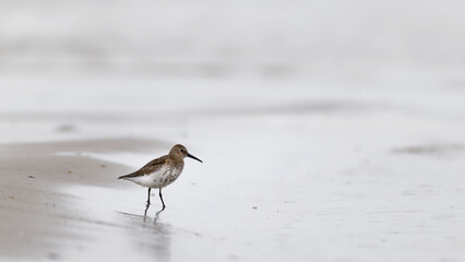 dunlin, calidris alpina on the beach