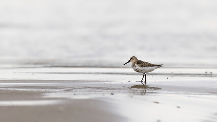 dunlin, calidris alpina on the beach