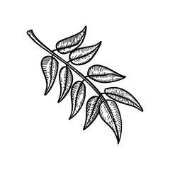 Intricate black-and-white leaf branch with fine detailing. Ideal for botanical art, nature sketches, or elegant minimalist designs.