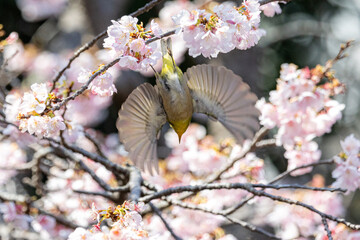 春にしか見ることができない桜とメジロ