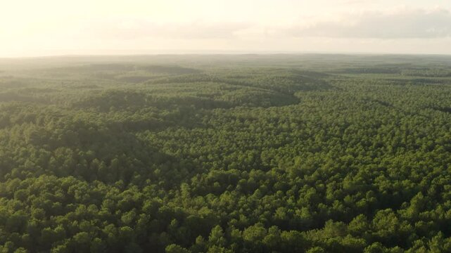 Aerial shot over a huge pine forest at sunset in the Landes, France
