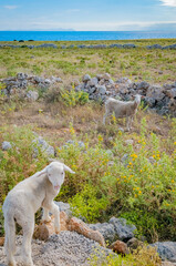 Sheeps grazing in Menorca, Spain.