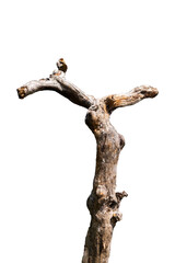 dead tree trunk isolated on white background