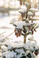 snow covered pine tree