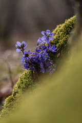 flowers in a field