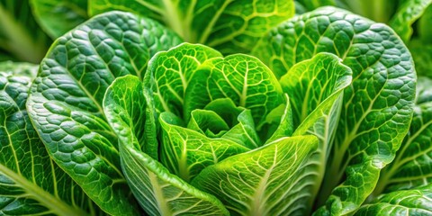 Obraz premium Vibrant close-up of fresh Cos lettuce leaves with intricate veining, crisp, green, elongated, leafy, healthy, salad