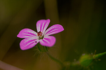 Geranium robertianum flower