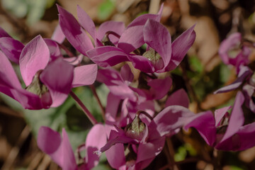 The purple Cyclamen