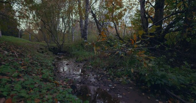 Tranquil Autumn Stream in Lapland