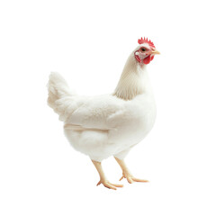 A high-quality image of a white chicken with a red comb isolated on a white background, perfect for agricultural and poultry concepts isolate on transparency background