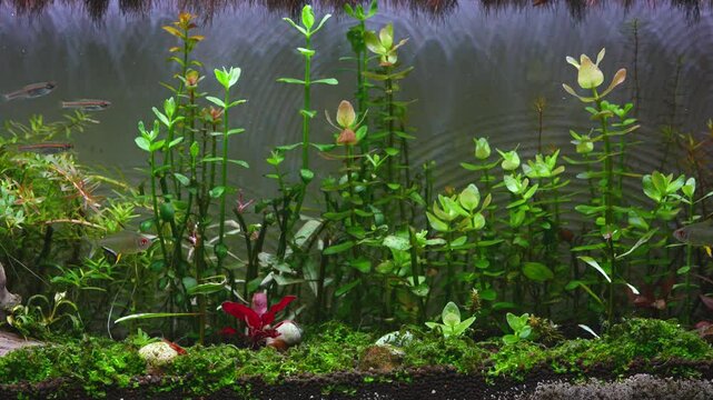 a planted tank fishes swimming around like red line rasboras, lemon tetras and others