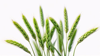 Obraz premium Close-up of unripe green wheat stalks against white background.
