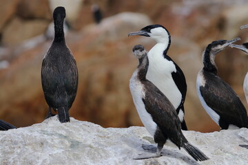 cormorant
