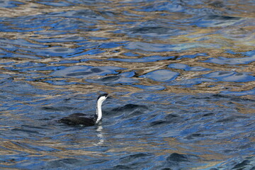 cormorant