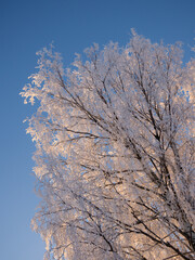 birch trees on a cold winter day