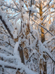 maple seeds on a cold winter day