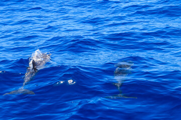 Naklejka premium Atlantic spotted dolphin (Stenella frontalis), swimming in the Atlantic Ocean, Funchal, Madeira, Portugal