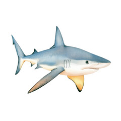 Naklejka premium Stylized shark on transparent background.