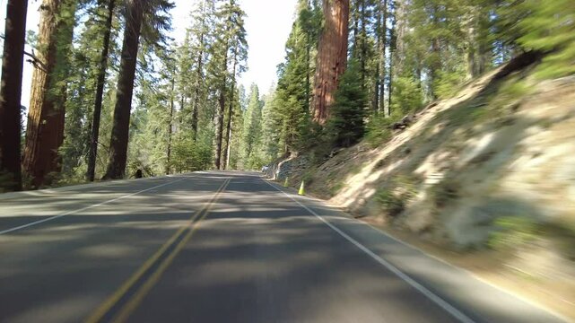 Sequoia National Park Generals Highway Northbound 07 MultiCam Front View Sherman Tree Driving Plate California USA