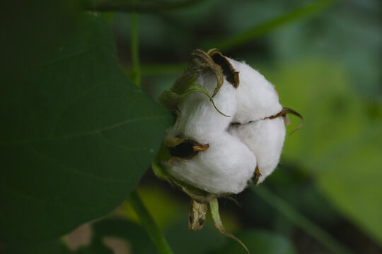 close up of unripen cotton pod in a garden