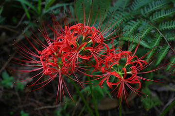 floral background with blooming spider lily