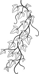 ivy plant drawing illustration.