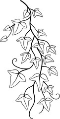 ivy plant drawing illustration.