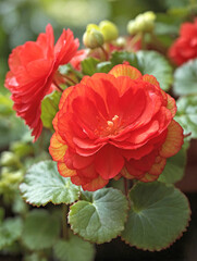 Vibrant Begonia in Full Bloom