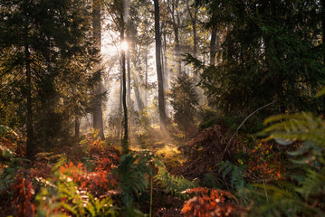 Jesienny krajobraz lasu, z mgłą i promieniami słońca przenikającymi przez gałęzie drzew, tapeta.