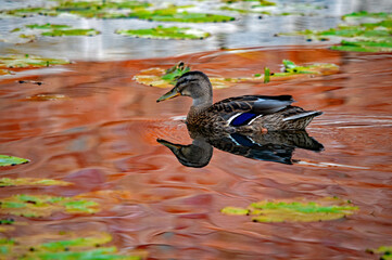 Stockente schwimmt auf einem Teich mit Seerosen