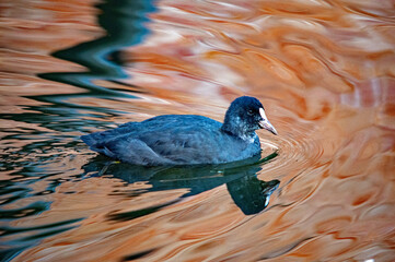 Eine Ente auf dem Wasser